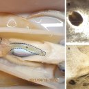 무늬오징어의 조충류 유생 Nybelinia enterika sp.와 Phoreiobothrium sp. 이미지