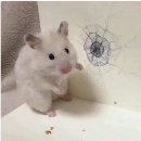 한작대기 | [파티] 효스타임 신촌점 내돈내산 후기 - 1