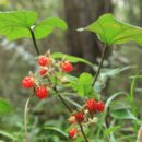 동백동산 이미지