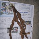 천년약초