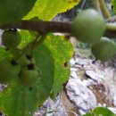 묵산농장 이미지