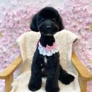 피움동물병원 이미지