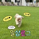 강아지정원 | 당진 송악 카페 앙비떼 | 강아지랑 다녀온 당진 정원 카페 솔직 후기(넓은 주차장과 깔끔한 정원)