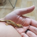 꼬미푸드 이미지