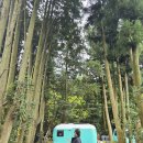 비밀의숲 | 제주 동쪽 가볼만한곳 비밀의숲 후기｜비 예보에도 다녀온 감성 숲