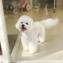 펫뷰티샵 페이보릿 이미지