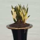 한국란농원 이미지