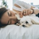 강아지톡 이미지