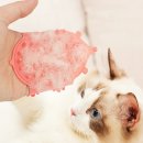 미라클 그루밍 이미지