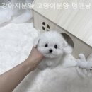 강아지분양 고양이분양 멍앤냥 수원점 이미지