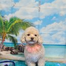 펫 살롱 파밀리에 이미지