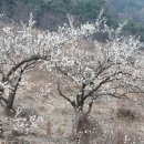 [경남 하동] 복잡한 거 싫어하시는 분들 매화 구경하기에 좋은 곳입니다. ~ 하동 먹점골 이미지