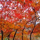 숲에 머물다 | [내변산] 관음봉을 오르며 만난 가을빛, 내소사에 머물다