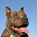 도담동물의료센터 이미지