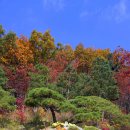 화담숲이 주는 화려한 가을풍경에 빠져보세요. 이미지