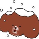 소금소금 펫살롱 이미지