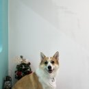 멍블리즈 이미지