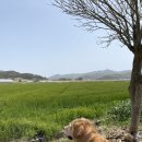 반려견동반 제주여행 제주 배편 싼타모니카 멀미