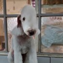 하트애견미용실 이미지