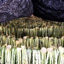 양구농장 이미지