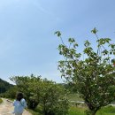 명지리앵두마을 이미지