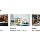 황금켄넬 이미지