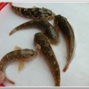 멍텅구리 이미지