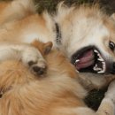 명랑도그 이미지