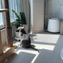 엑슬루 동물병원 이미지