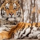 예화주막 | 지금 우리나라엔, 호랑이가 살고 있을까 ?