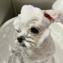 진보퍼피 이미지