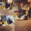 미사마이펫동물병원 이미지