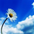 푸른하늘 이미지