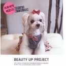 중앙애견 이미지