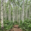 자작나무 숲 이미지