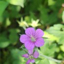 내동산 도는길 이미지