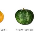 호박 종류, 호박 비료 주기, 애호박 주키니 호박 구별, 호박 효능 이미지
