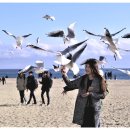 부산갈매기 이미지