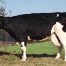 민성목장 이미지