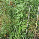 주렴농장 이미지