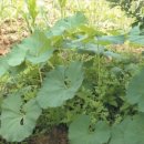 매산청풍영농조합법인 이미지