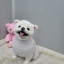 벨라 펫샵 이미지