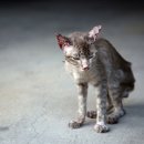 로얄 도그앤캣 메디컬센터 이미지