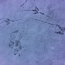 몽산포해넘이 이미지