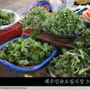 [제주도열흘살기2일차] 제주오일장 114년 전통 제주민속오일시장 방문후기 2, 7일장
