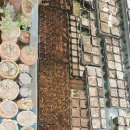 모모농장 이미지