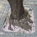 옥인오락실 | [서촌, 봄이 왔나봄] 서촌 필운대로 벚꽃 만발~🌸 필운대로의 봄, 26년 서촌 벚꽃기록