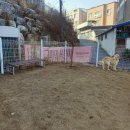 전주애견유치원 고마워복실아 | 전주 애견 카페 후기 - 망치 놀러다녀왔어요! _ 고마워복실아