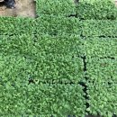 경기종묘사 이미지