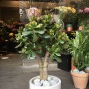 화월농장 이미지